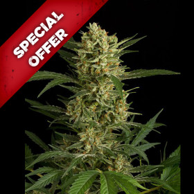 Amnesia Autoflowering
