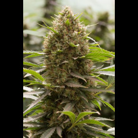 Amnesia x OG Kush BulkZaden