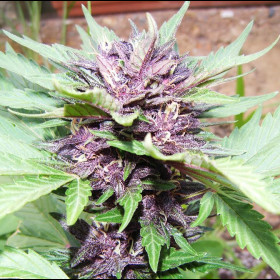 Auto Purple Bulkzaden