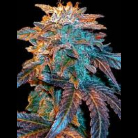 Auto Gelato Female Seeds