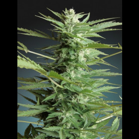 Auto Sweet Dwarf