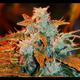 Autoblueberry