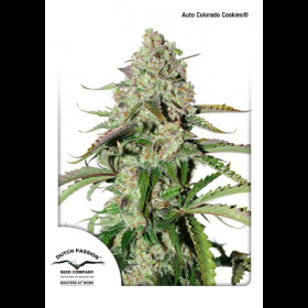Auto Colorado Cookies