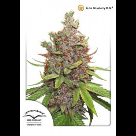 Auto Glueberry OG