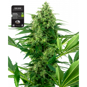 Banana Frosting Sensi Seeds