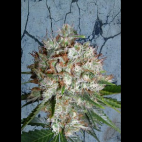 Big Bud XXL