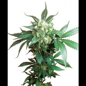 Black Domina Regular