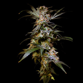 Black Domina BulkZaden