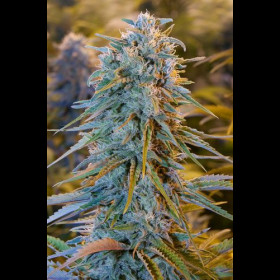 Blue Dream
