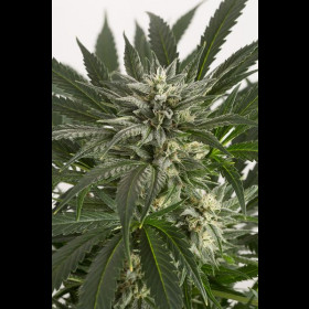 Blue Critical Autoflowering