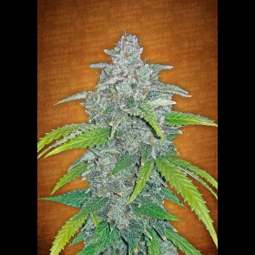 Blue Dream Matic