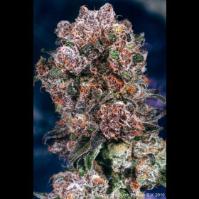Blueberry Regular