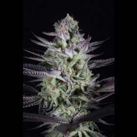 Blueberry Cookies