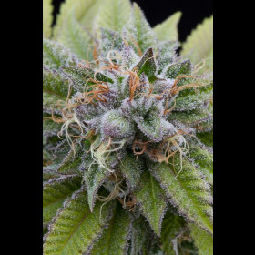 Bubba Kush