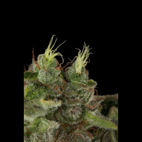 Bubba Kush