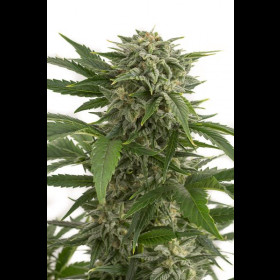 Bubba Kush Autoflowering