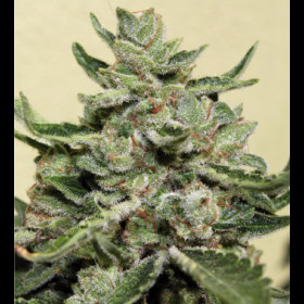 White Dwarf 