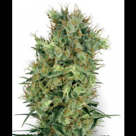 Cali Orange Bud