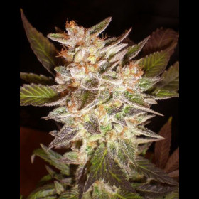 Cheese Auto BulkZaden