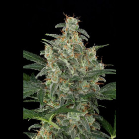 Cheese Auto