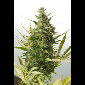 Cheese XXL Autoflowering