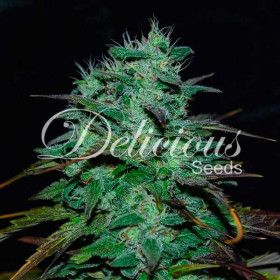 Chocobang Delicious Seeds