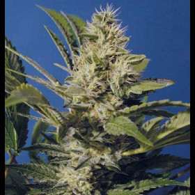 Chocolate Chunk