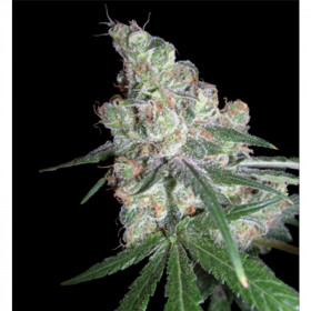 Chocolope