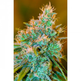 Chocolope Kush