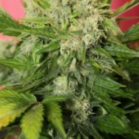 Chronic Ryder