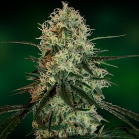 Chronic Thunder