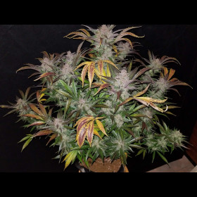 Cream Cookies