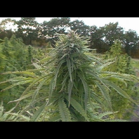 Critical Jack Auto BulkZaden
