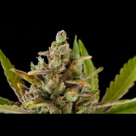 Critical Kush