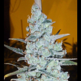 Critical Jack Herer AUTO