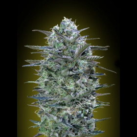 Critical Lemon