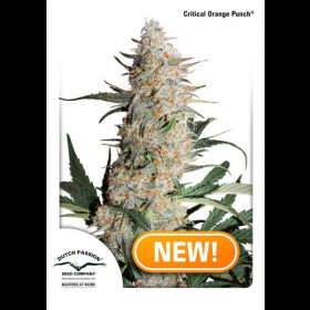 Critical Orange Punch 