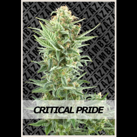 Critical Pride 