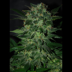 Domina Star