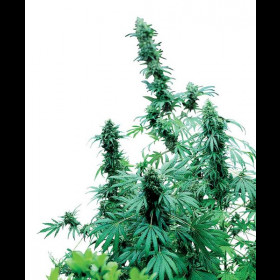 Early Skunk Regular