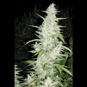 Female seeds Maroc