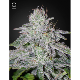 Franco Lemon Cheese