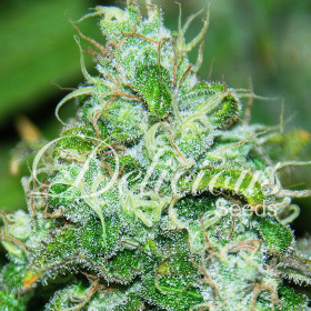 Fruity chronic juice