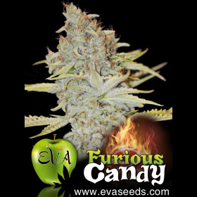 Furious Candy