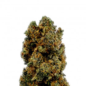 Orangutan Glue