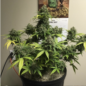 Gorilla Glue Auto