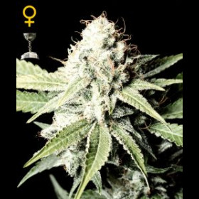 Great White Shark