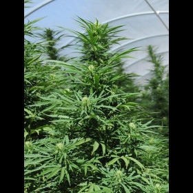 Green Crack