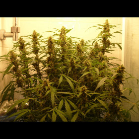 Green Crack Auto