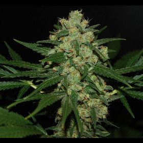 Hawaiian Afghan